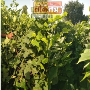 Picsart_24-09-15_09-36-41-319