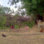 चिमणपुरी शिवारात वडाचे झाड कोसळले; गाय व मोटरसायकलचे नुकसान