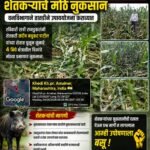 रानडुकरांच्या हैदोसामुळे शेतकऱ्यांचे मोठे नुकसान